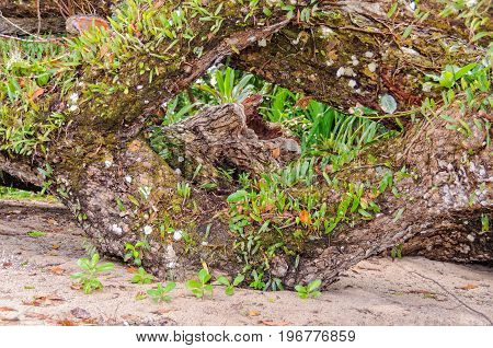 Natural frame in the tropics - Espiritu Santo Vanuatu