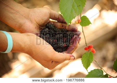 Fresh mulberries on hand of a young man