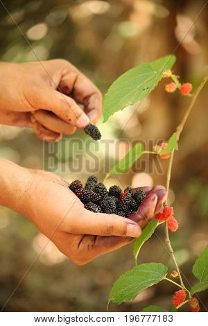 Fresh mulberries on hand of a young man