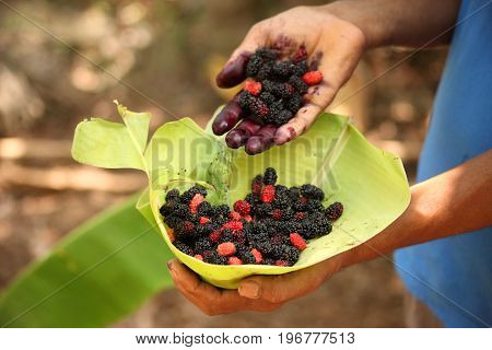 Fresh mulberries on hand of a young man