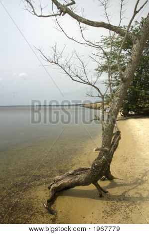 ต้นไม้ริมชายหาด