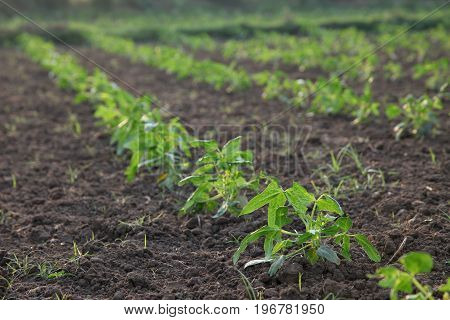 agricultural plantations of Yardlong bean, new planting