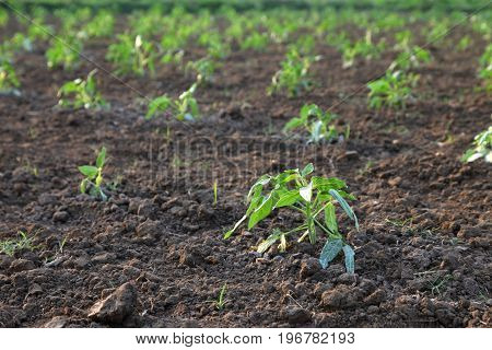 agricultural plantations of Yardlong bean, new planting