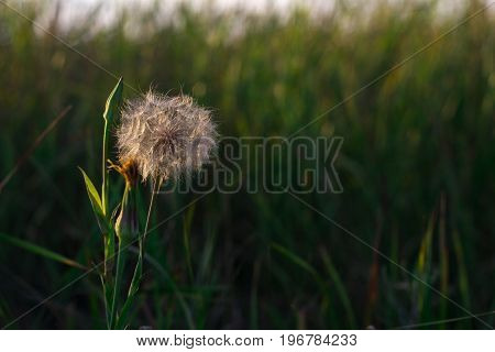 A fluffy plant that looks like a dandelion. Meadow plant.