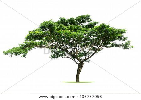 branch big tree isolate on white background