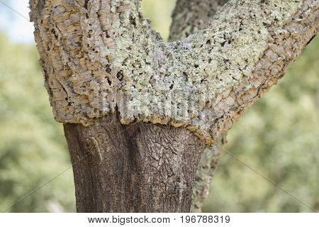 Portugal Algarve Monchique Cork Plantation