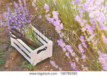 A bunch of freshly cut lavender flowers and rusty old scissors in a small white wooden crate laid over the soil among the blooming lavender bushes.