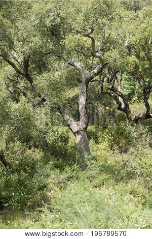 Portugal Algarve Monchique Cork Plantation