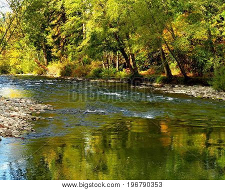 Brilliant fall colors in trees and bushes reflecting in the Middle Fork of the Willamette River in Western Oregon on a beautiful fall day.