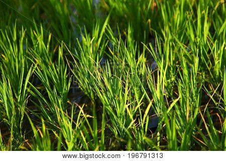 Rice field in indian villages of the maharashtra