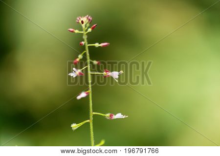 Macro photo of enchanters nightshade Circaea lutetiana.