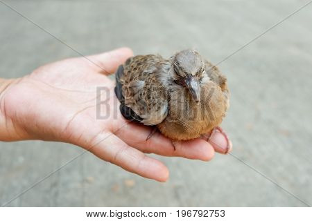 Closed Up Of Spotted Dove Or Spotted Turtle Dove
