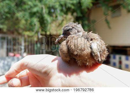 Closed Up Of Spotted Dove Or Spotted Turtle Dove