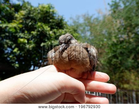Closed Up Of Spotted Dove Or Spotted Turtle Dove