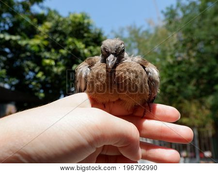 Closed Up Of Spotted Dove Or Spotted Turtle Dove
