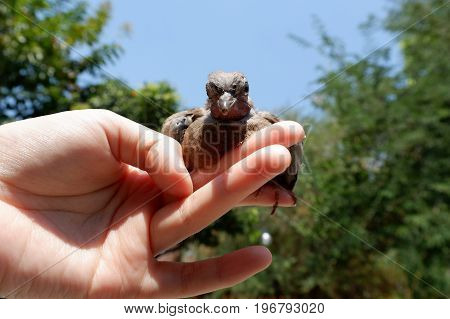 Closed Up Of Spotted Dove Or Spotted Turtle Dove