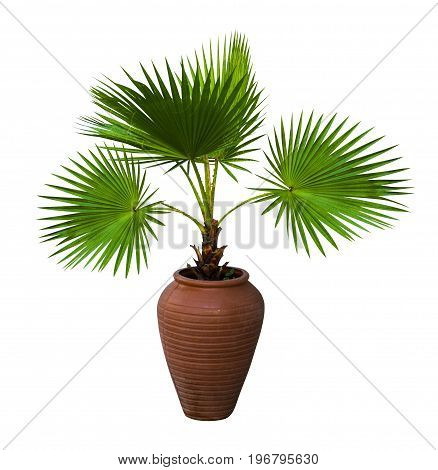 A palm tree in a flowerpot. Pam tree (Livistona Rotundifolia) in flowerpot isolated on white. Livistona Rotundifolia