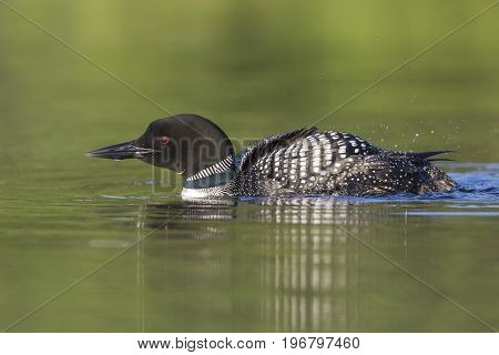 Common Loon Ruffling Its Feathers After Preening - Ontario, Canada