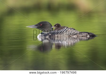 A Week-old Common Loon Chick Rides On Its Mother's Back - Ontario, Canada