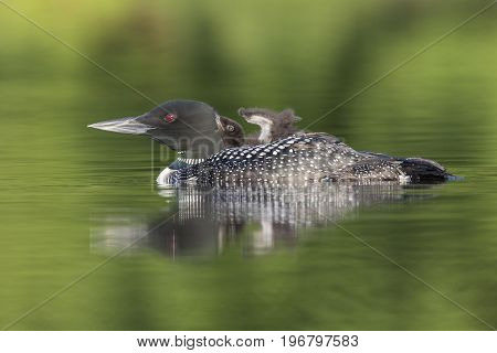 A Week-old Common Loon Chick Rides On Its Mother's Back - Ontario, Canada