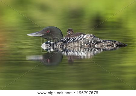 A week-old Common Loon chick (Gavia immer) rides on its mother's back - Ontario Canada
