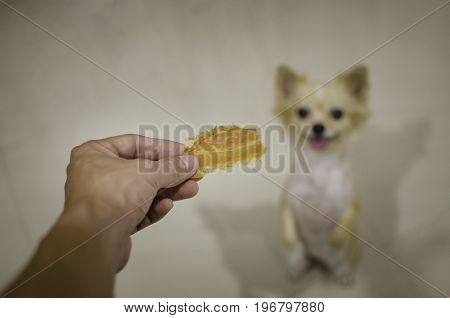 Chihuahua dog waiting for food. Selective focus on dog snack.