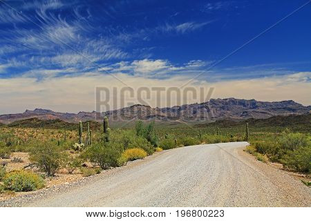 Blue sky copy space and winding road near Tillotson Peak in Organ Pipe Cactus National Monument in Ajo, Arizona, USA including a large assortment of desert plants, which is a short drive west of Tucson.