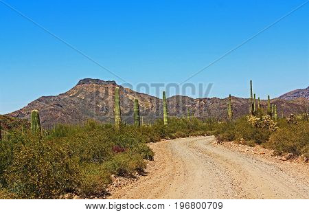 Blue sky copy space and winding road near Tillotson Peak in Organ Pipe Cactus National Monument in Ajo, Arizona, USA including a large assortment of desert plants, which is a short drive west of Tucson.