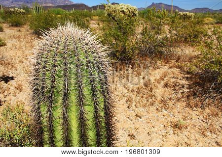 Close-up view of a small Saguaro cactus and blue sky copy space in Organ Pipe Cactus National Monument in Ajo, Arizona, USA including a large assortment of desert plants, which is a short drive west of Tucson.