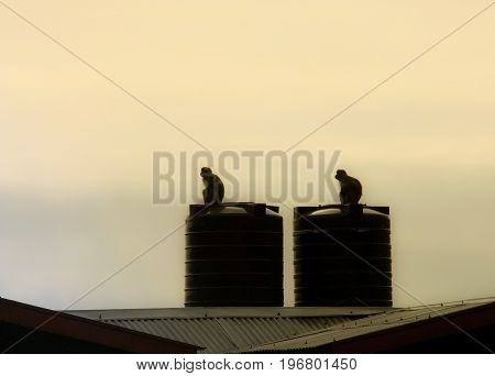 The first light in the morning begins the day of the living,Two monkeys are on a water tank.