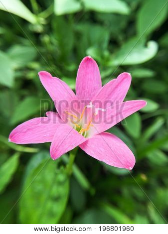 close up Zephyranthes minuta flower in nature garden