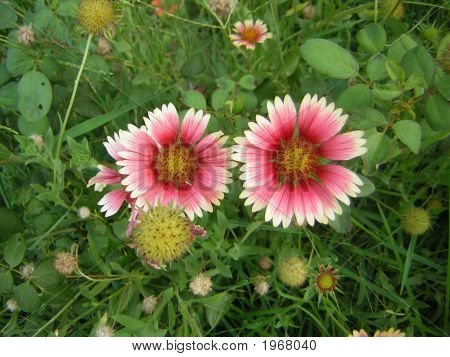Lyserød farve blomster