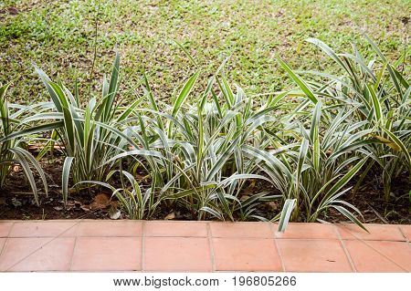 chlorophytum comosum or spider plant in the garden