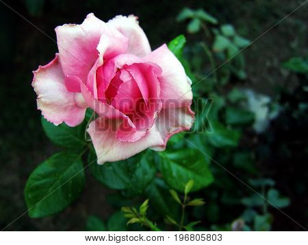 The photo shows blooming red flower, botanical with green leaves.