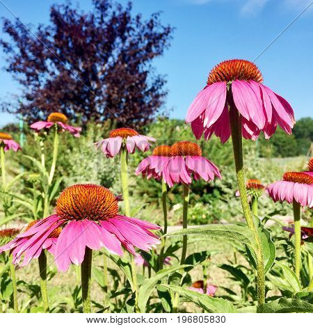 The photo shows blooming red flower, botanical with green leaves.