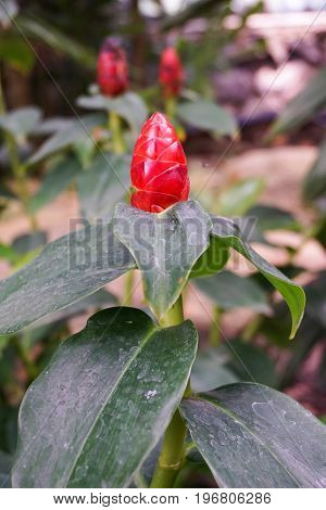 red Zingiber zerumbet flower in nature garden