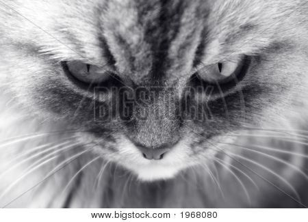 猫の目