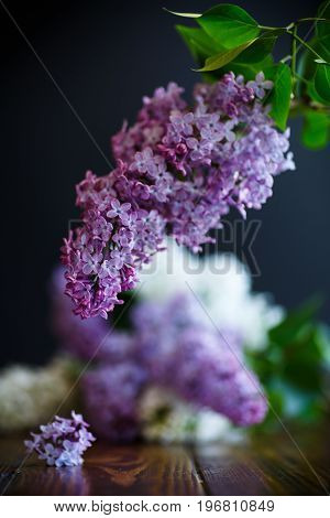 A branch of lilac on a black background