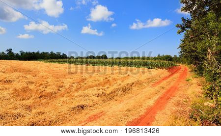 View of Istrian countryside in the summer season
