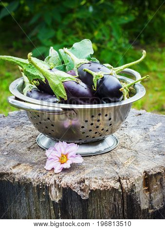 eggplant in a colander in the street on a stump garden summer
