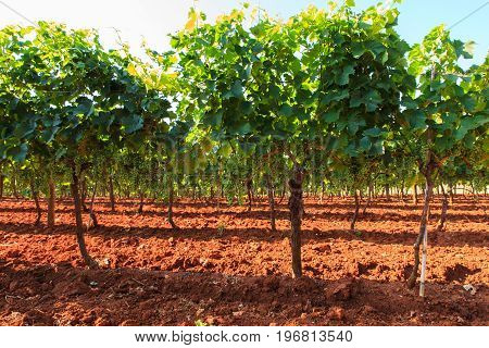View of vineyards in the Istrian countryside