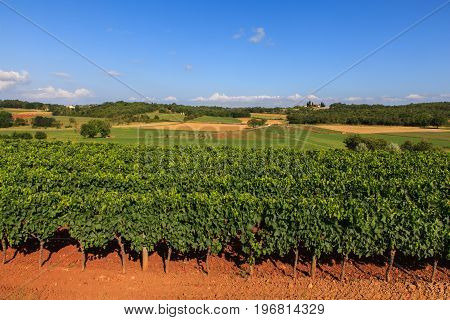 View of vineyards in the Istrian countryside