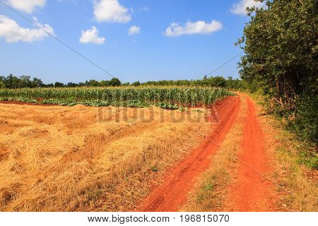 View of Istrian countryside in the summer season