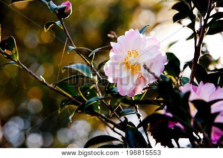 Beautiful Delicate Pink Flower Of The Theaceae Camellia X Vernalis - Star Above Star Common Name