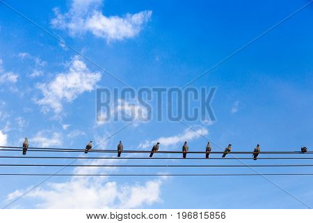 Pigeon Stying On Electrict Line