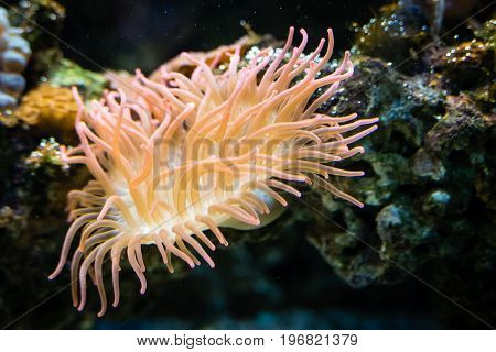 Orange anemone overgrowing the rock in saltwater.