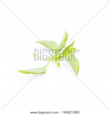 Hairy Basil or Ocinum canum isolated on white background (Spices in thai food)