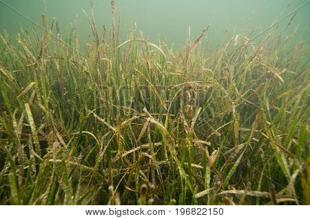 Healthy Seagrass Bed, Color Image, Close Up Image, Underwater Shoot