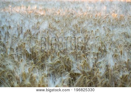 Field Of Ripe Rye In The Early Morning. Background