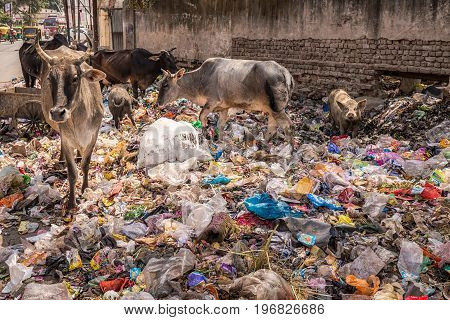 Agra rajasthan india animals eat from the garbage in a dirty neighborhood.